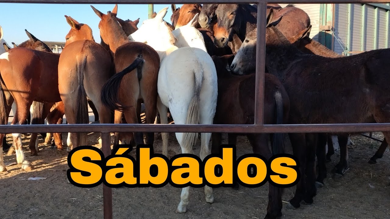 Chulos ejemplares en bestias mulares // días sábados 