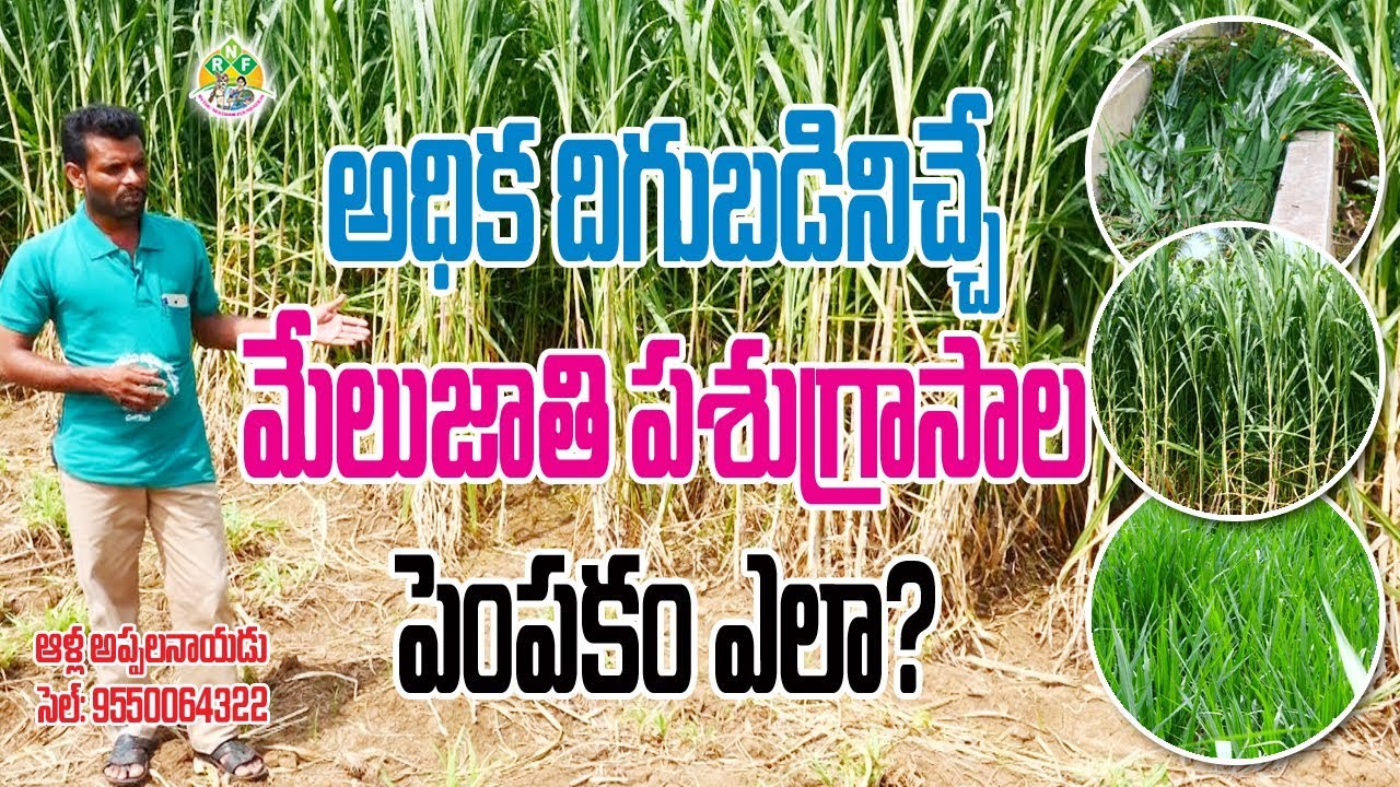 High Yielding Grass Cultivation || Alla Appala Naidu || Contact - 9550064322