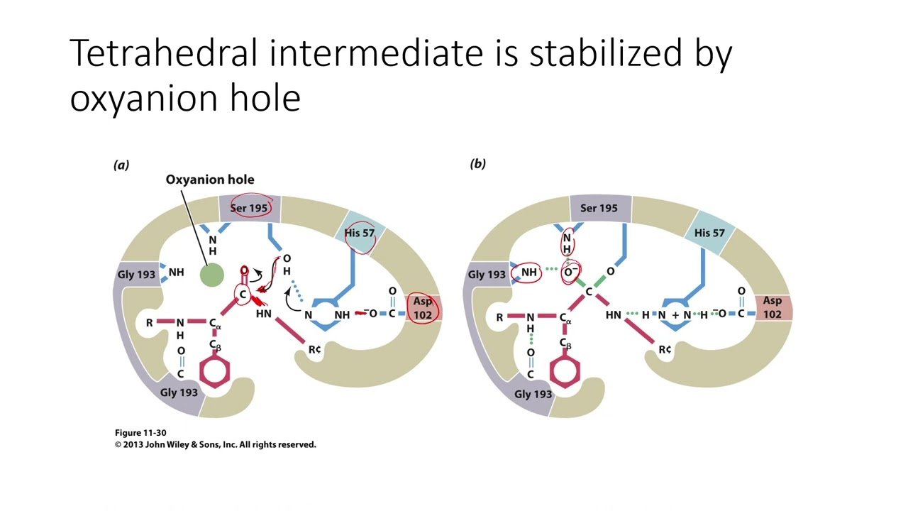 Lecture: Chapter 11 - Serine proteases