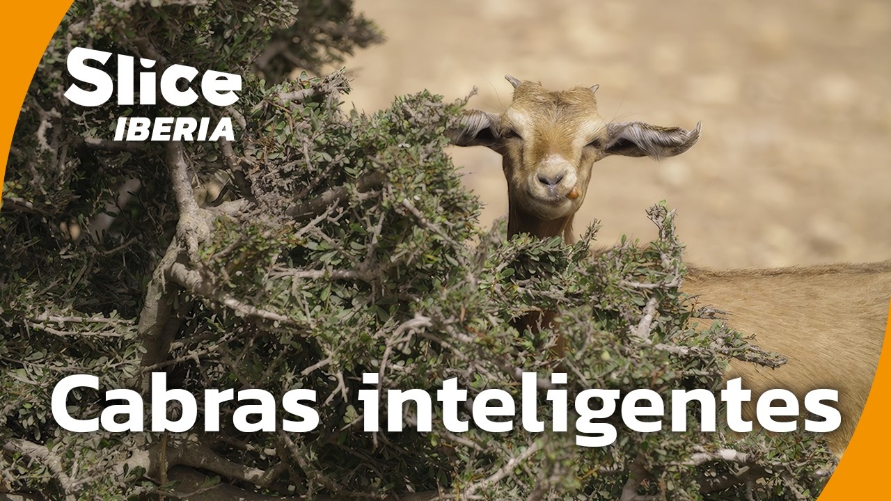 Cabras: Compañeras Emocionales e Increíblemente Listas | SLICE Iberia | DOCUMENTAL COMPLETO