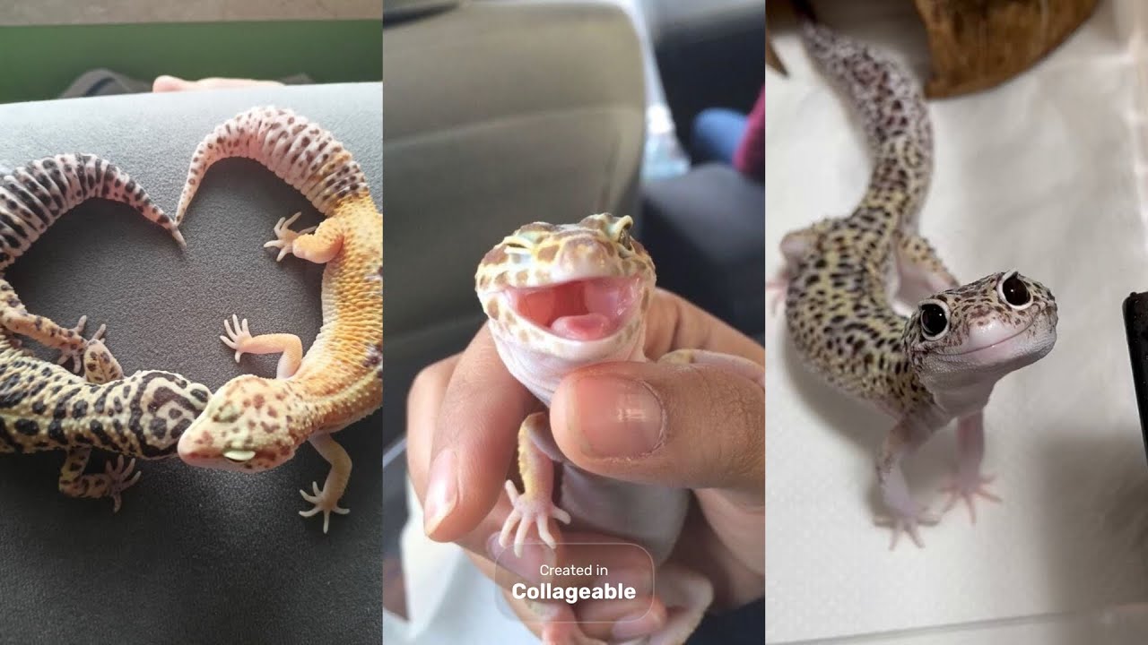 LEOPARD GECKO SIDE OF TIKTOK#animals #reptiles #leopard #gecko 