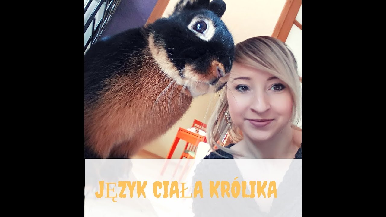 Język ciała królika czyli jak zrozumieć króliki!