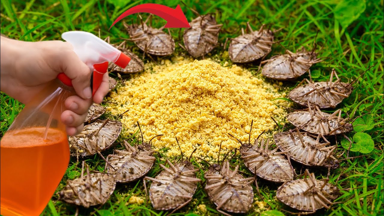 Клопы-вонючки исчезают за 1 минуту! Лучшее натуральное средство от насекомых.