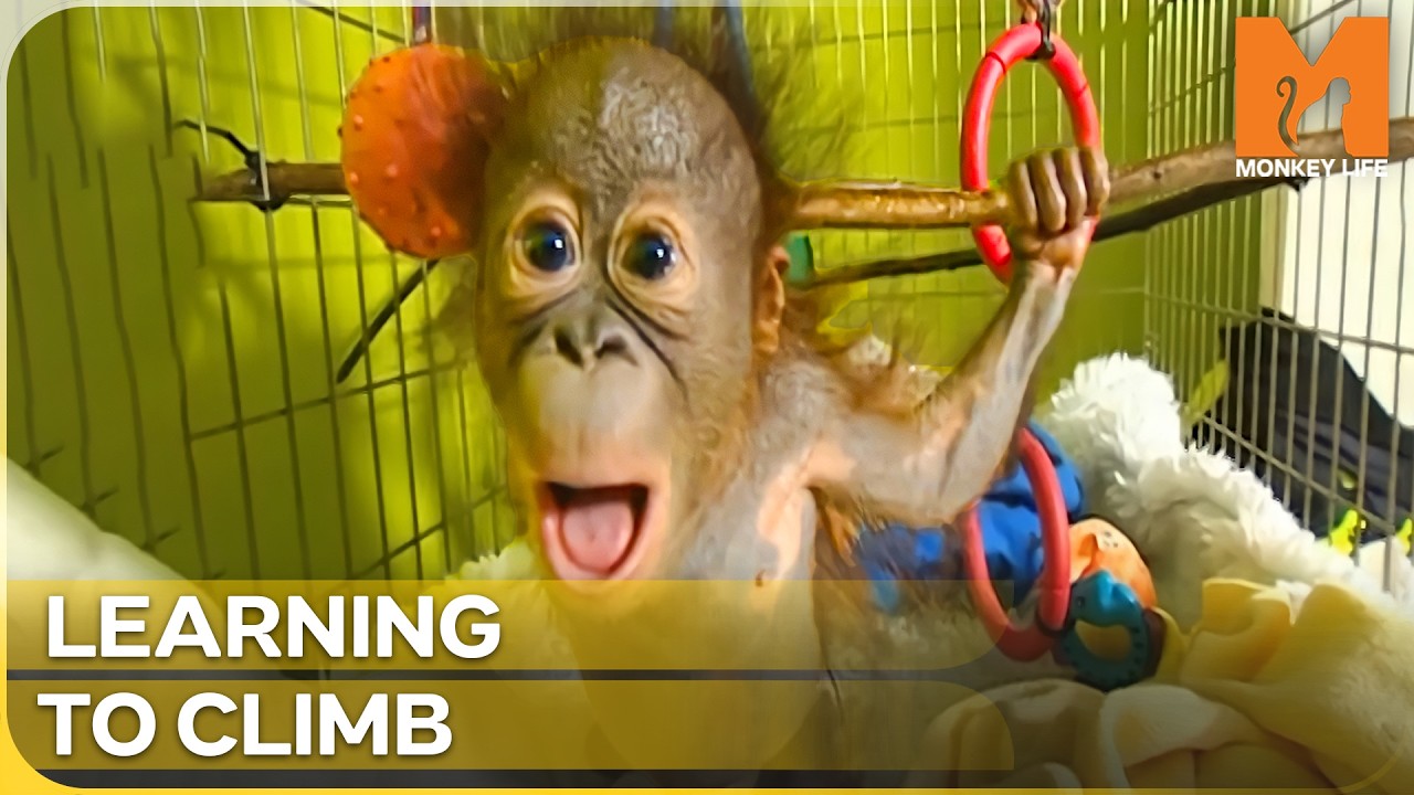 Teaching a Hand-Reared Baby Ape How to Survive | Monkey Life | Season 1 Episode 14