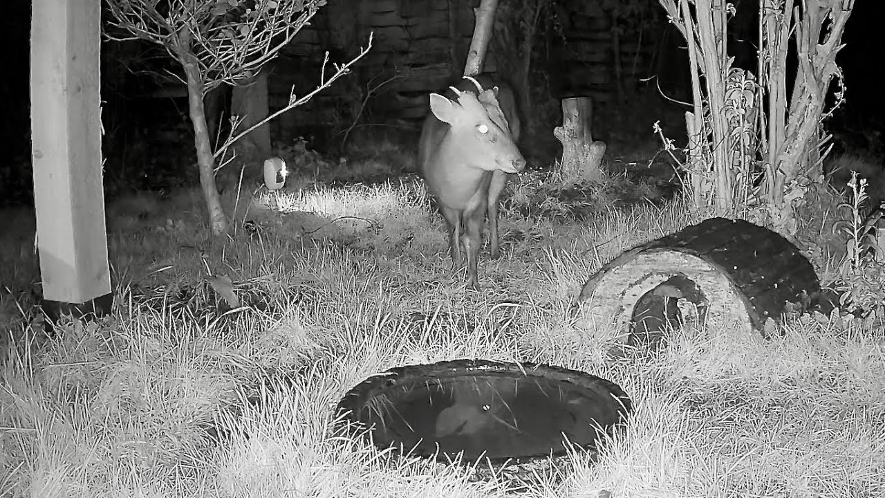 Wild Garden Diary January 23rd-24th