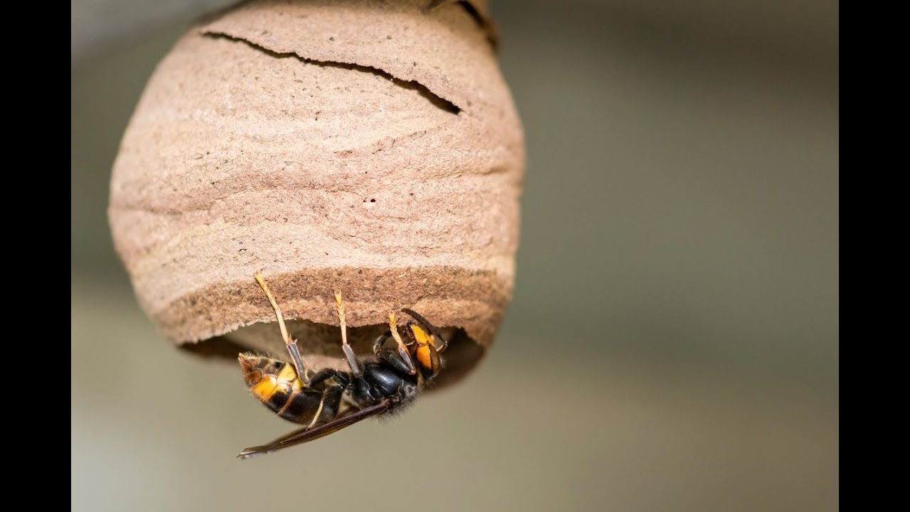 Sršeň ázijský – hrozba pre naše opeľovače a biodiverzitu