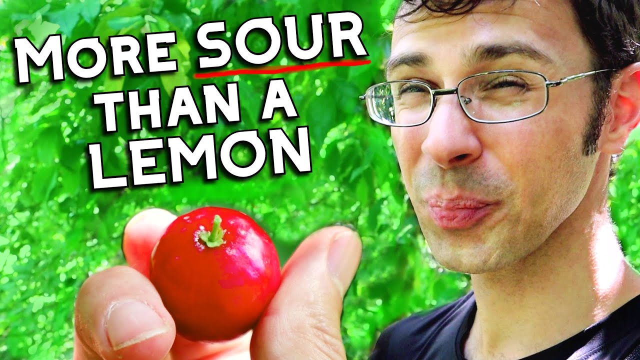 More sour than a lemon, it's Lovi-Lovi Fruit!