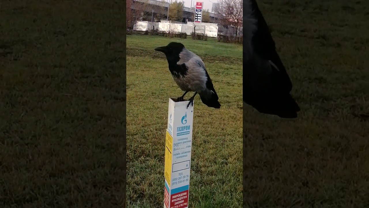 Большой начальник в Газпроме #вороны / Gazprom's executive #crow