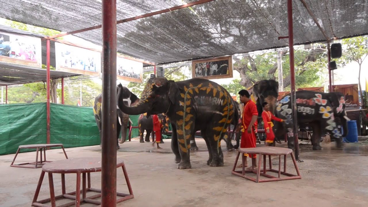 การแสดงของช้างแสนรู้ วังช้างอยุธยา