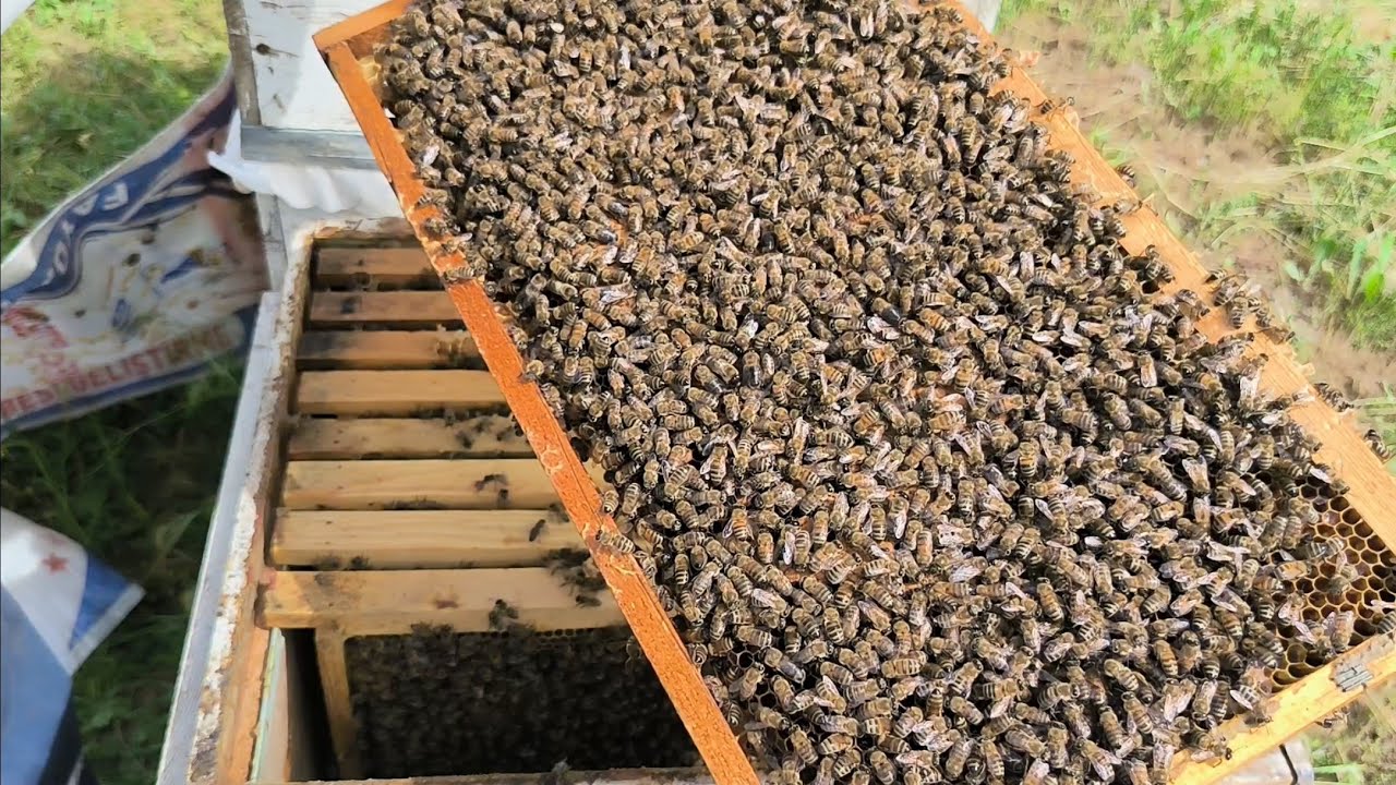 KOLAY VE VERİMLİ KAT ATMA. ÖNEMLİ BİLGİLER. ANA ARI BULMA TEKNİĞİ.#arıcılık #bee
