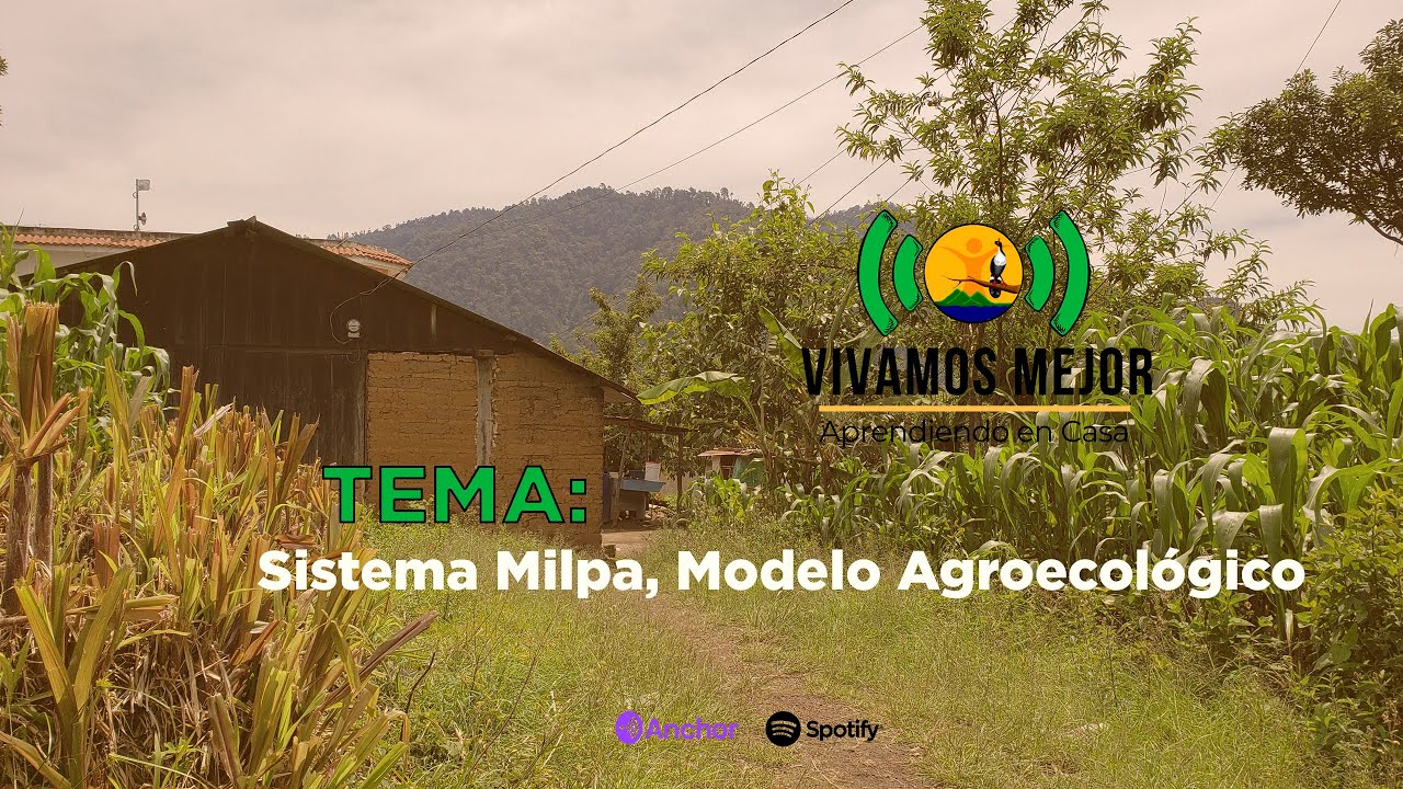 Sistema Milpa 14.07.2021