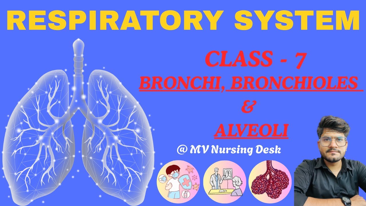 Bronchi, Bronchioles & Alveoli | class - 7 | Anatomy & Functions | Respiratory System 