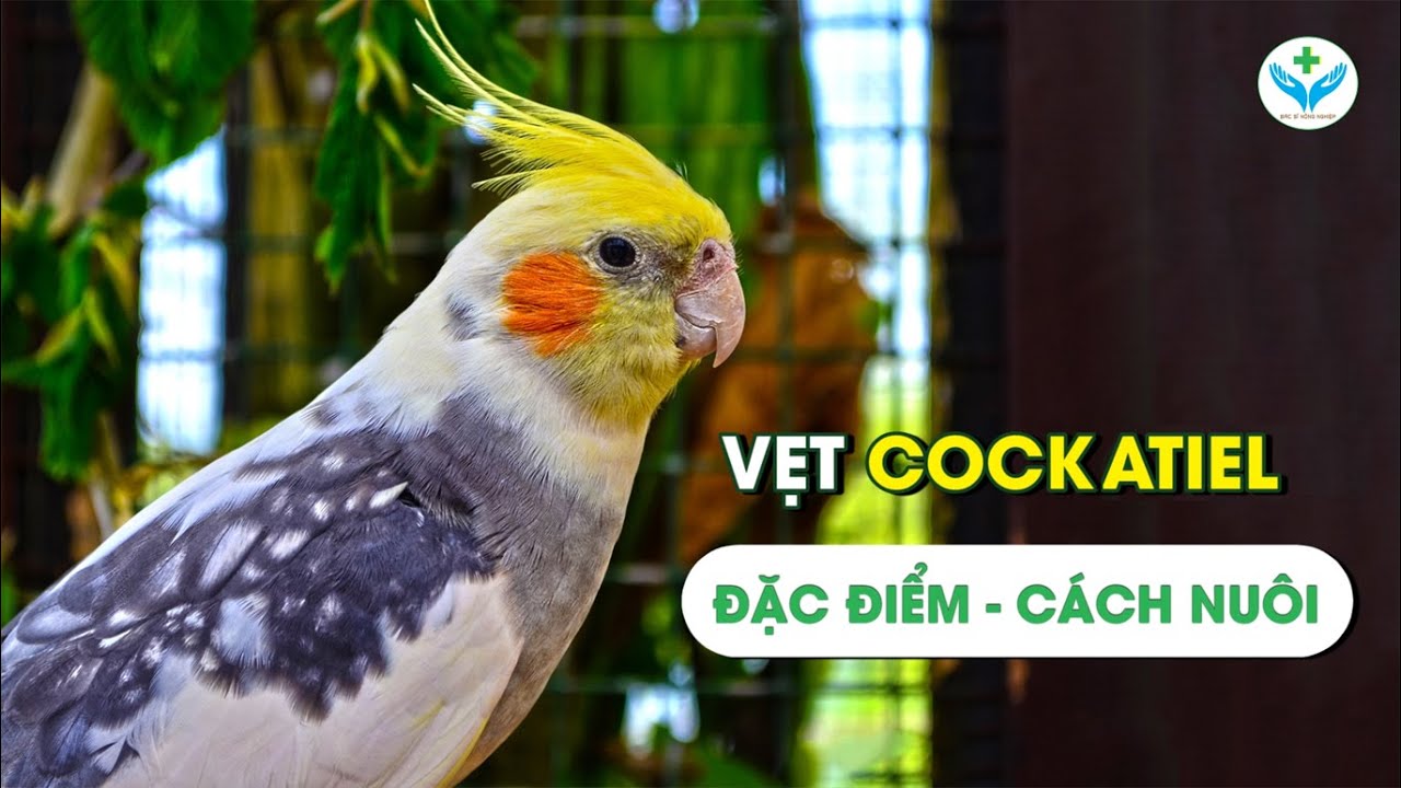 Vẹt Cockatiel: Đặc điểm - Cách nuôi┃Nông Sản ND