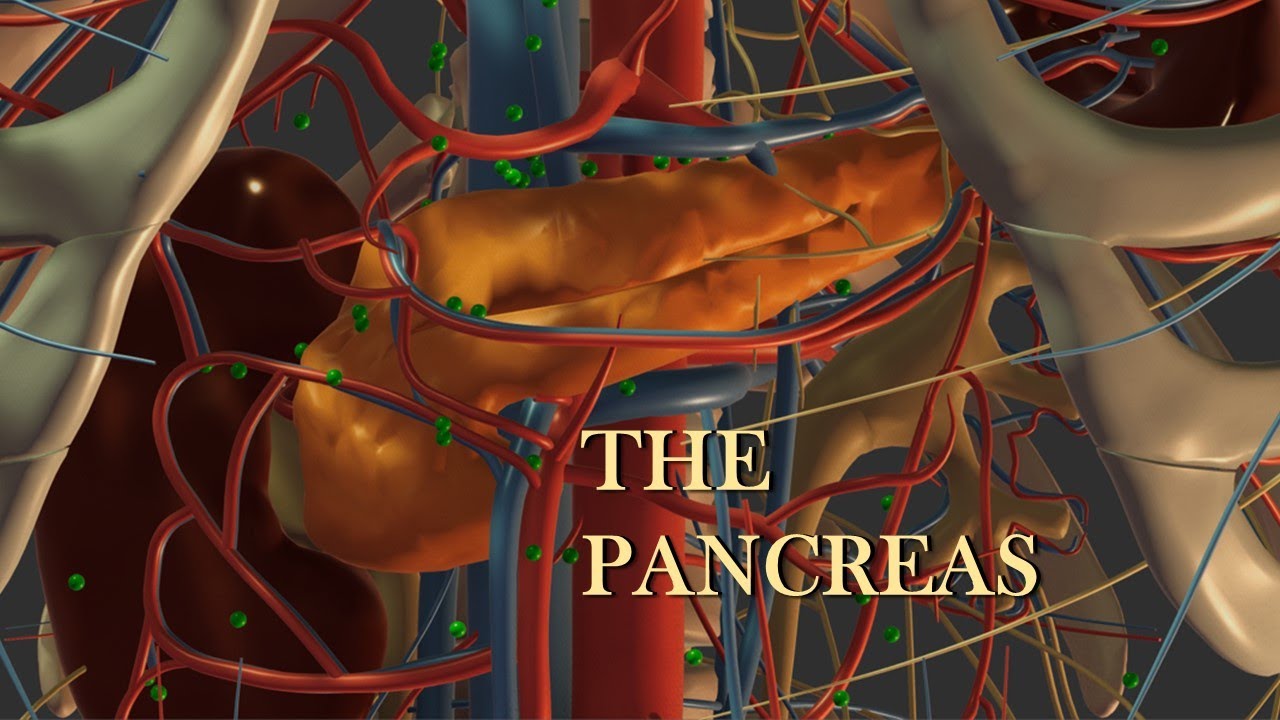 The Pancreas I: Anatomy and Exocrine Function