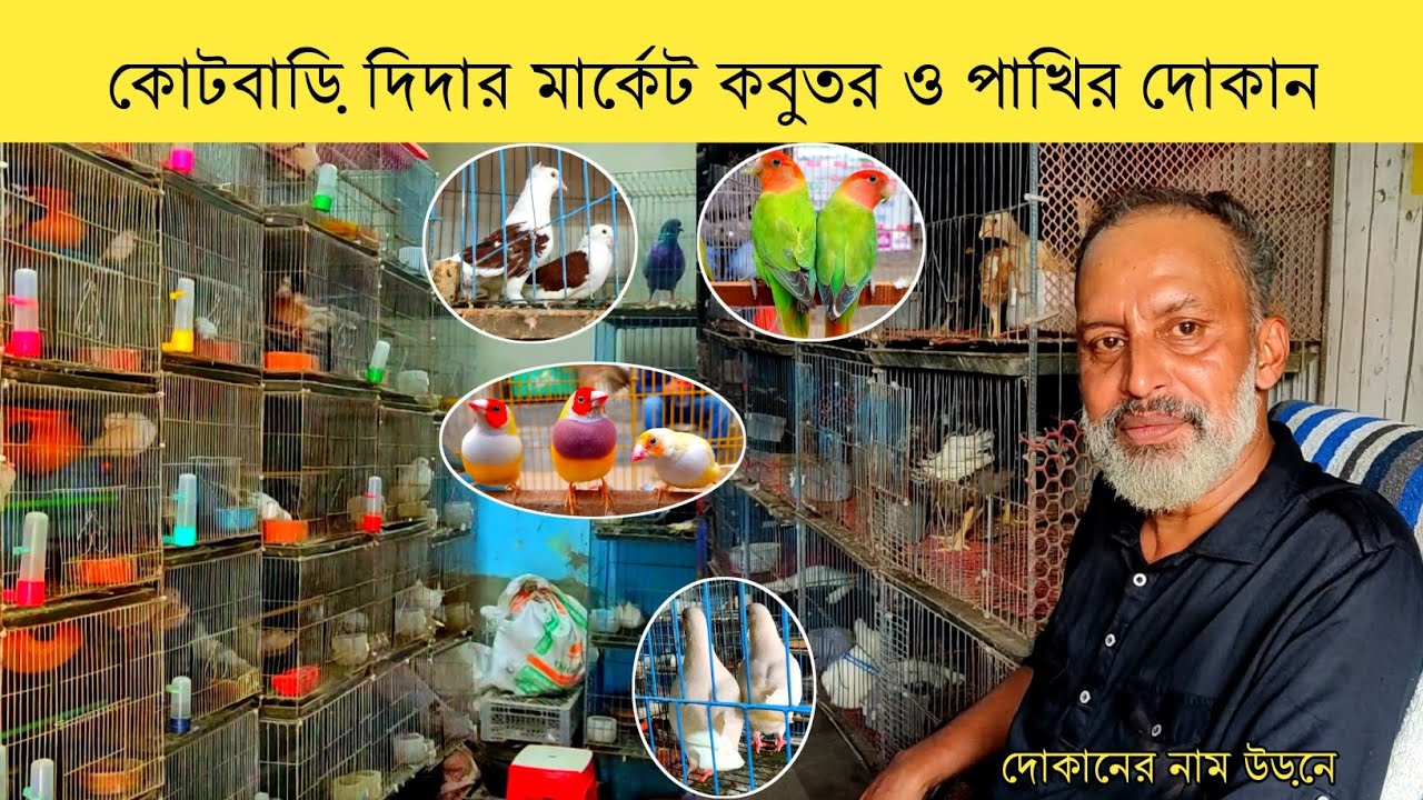 কবুতর ও পাখির দোকান কুমিল্লা বলরামপুর দিদার মার্কেট কোটবাড়ী রোড || Comilla Pigeon and Bird Shop !