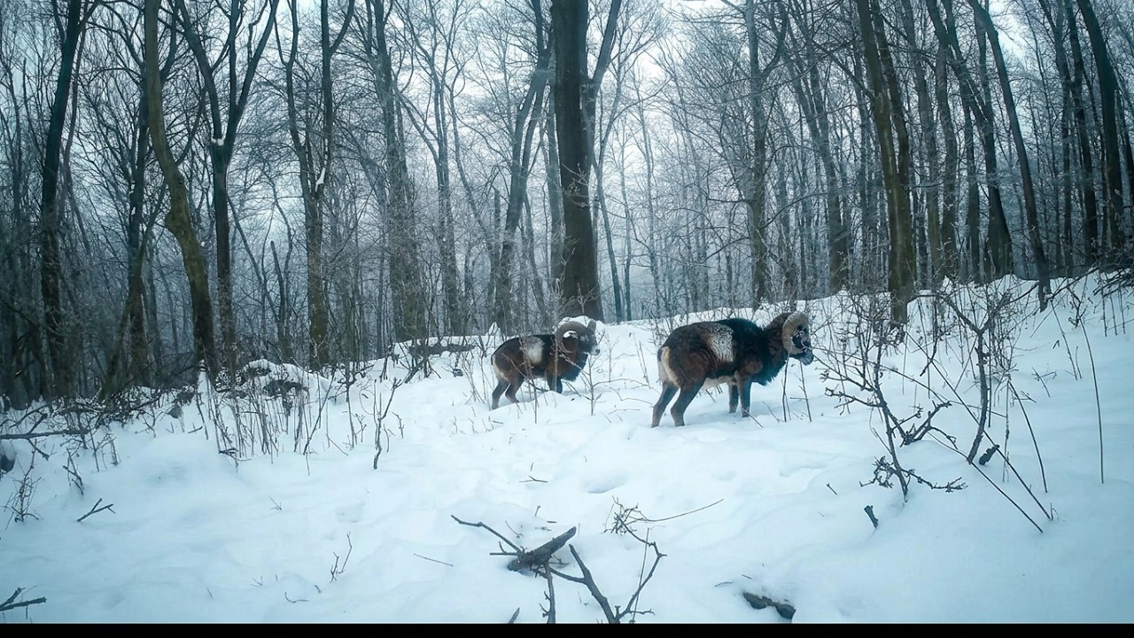 Wildlife Camera 4K Footage | Deer, Fox, Badger, Marten & Mouflon | Forest Moments