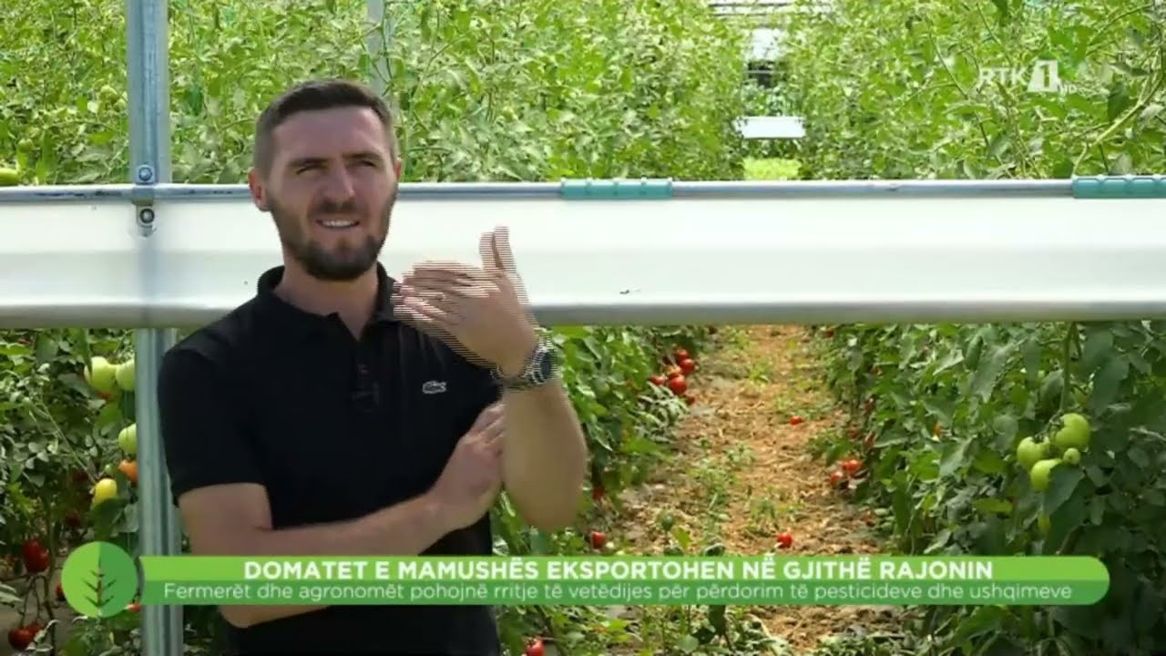 Toka -  Domatet e Mamushës eksportohen ne gjithë rajonin 30.07.2022