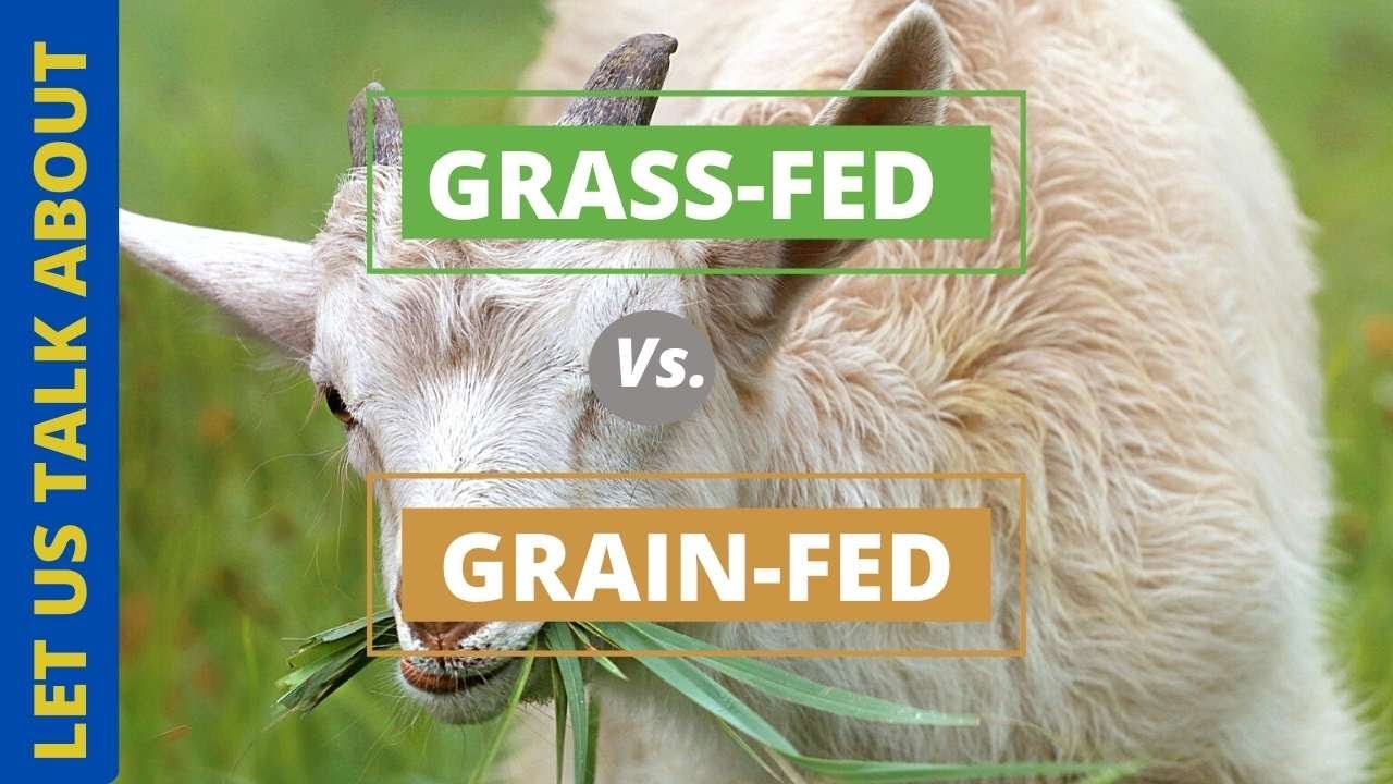 GRASS-FED GOAT VS GRAIN-FED GOAT |DEMONSTRATED AT C.A.S.E PORTLAND JAMAICA | WHAT'S THE DIFFERENCE?