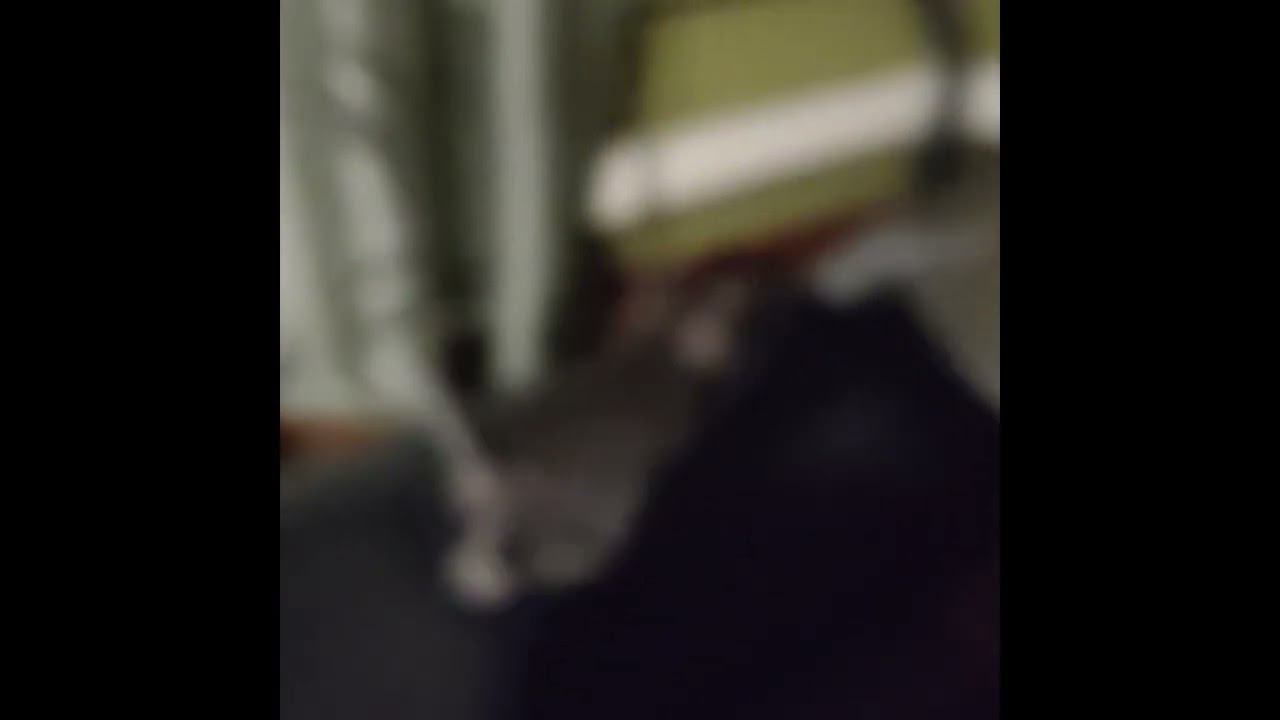 One of a Kind: Mother Cat Sees Kitten's Eyes Open
