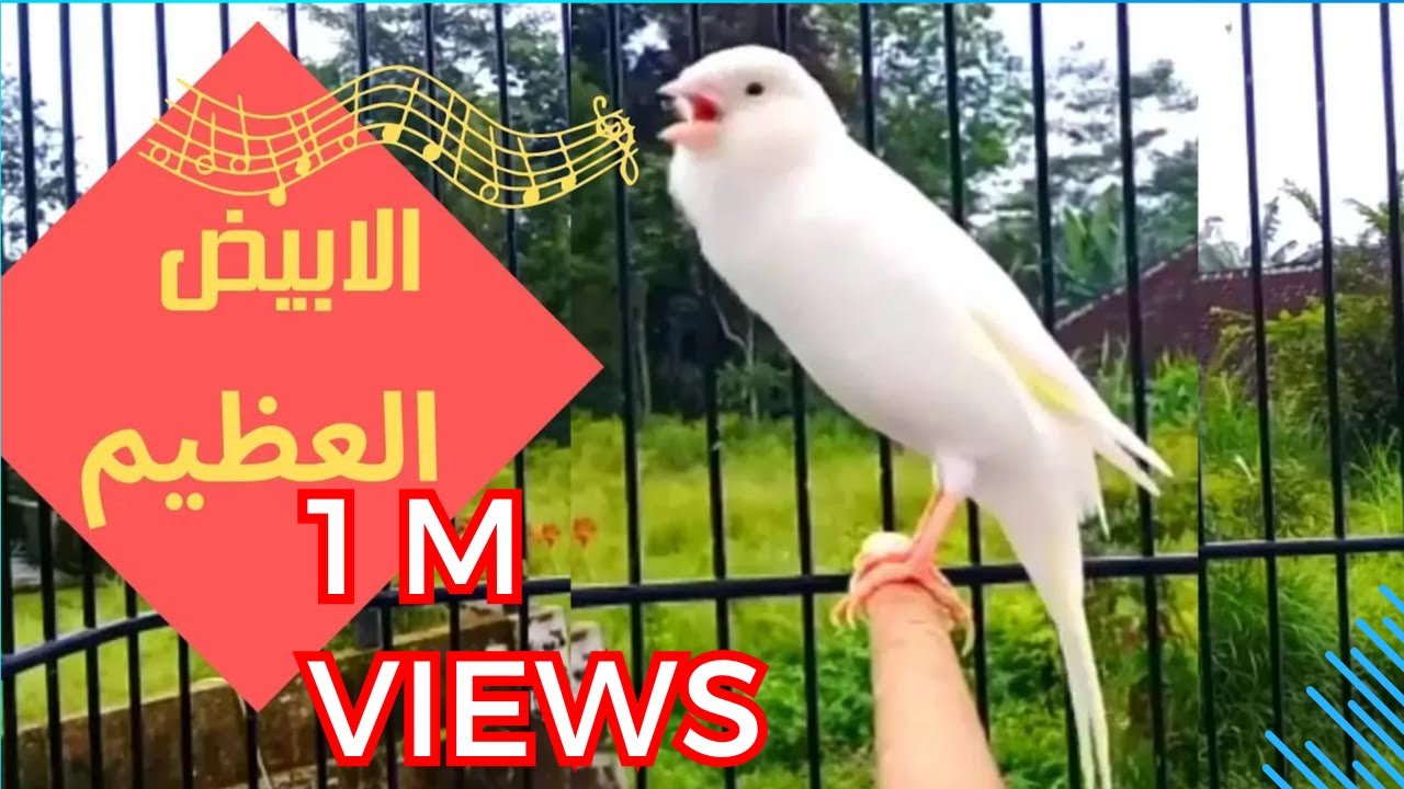 🔴طفرة كناري ابيضى سائد الكناري الابيض - White Canary Bird Training Song - SUPER Chant canari albions