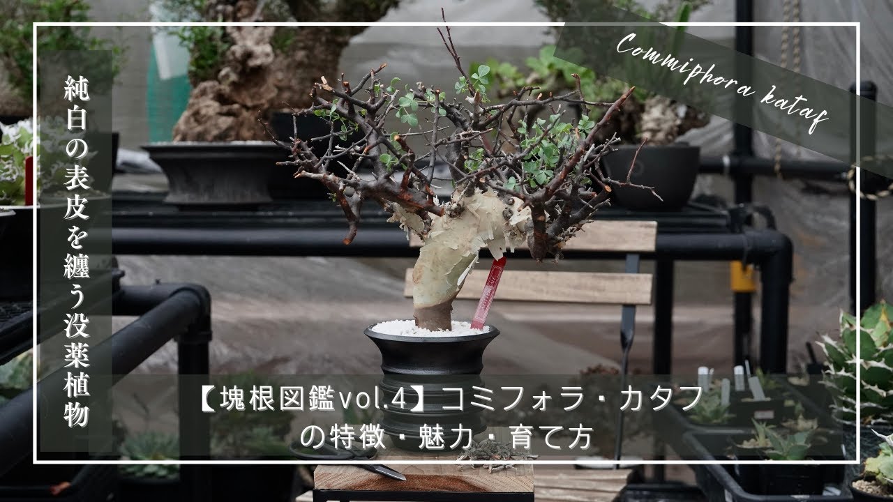 【塊根図鑑vol 4】Commiphora kataf（コミフォラ・カタフ）の特徴・魅力・育て方