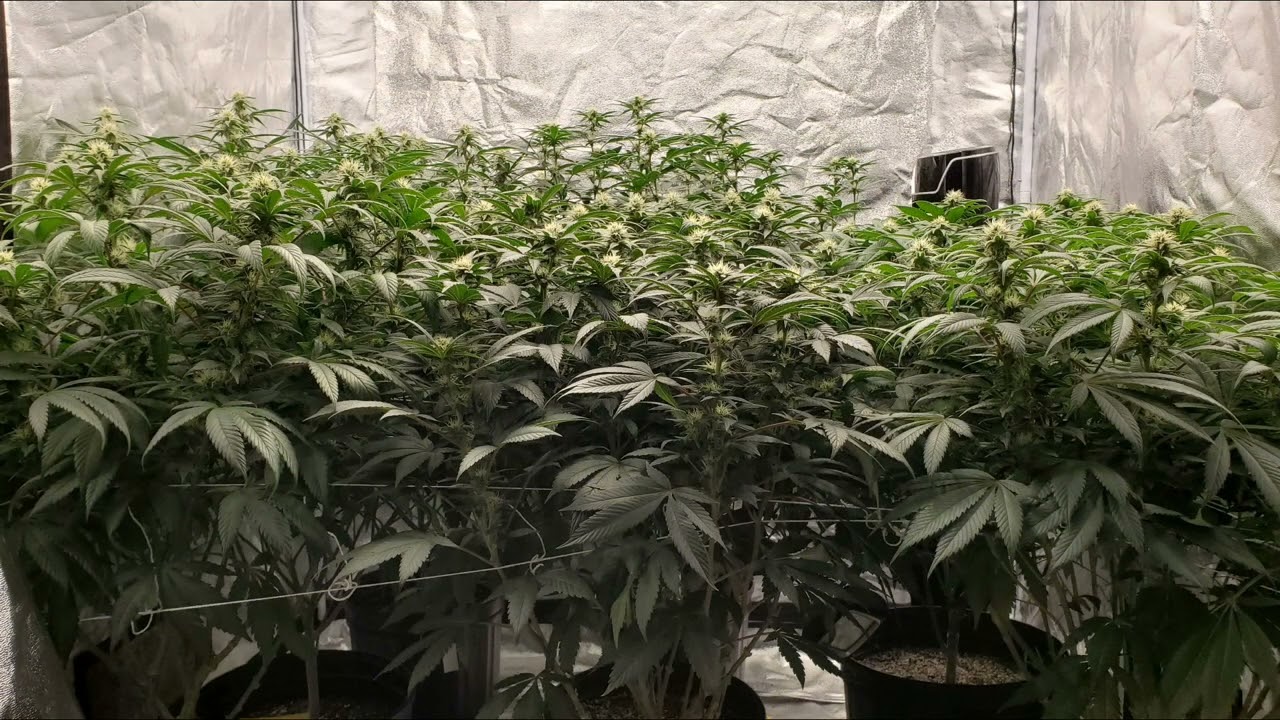 WK4 📝☝@hempwithgg @NUGGY-420-A.D.E.D @KronicsGrow @WelcometoTheGrowTent @vikingking187