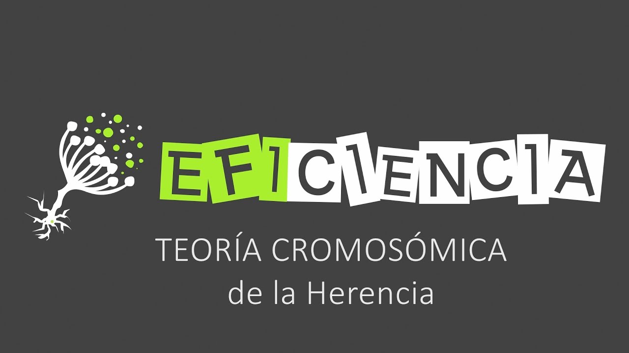 TEORÍA CROMOSÓMICA DE LA HERENCIA. Explicada con su Desarrollo Histórico