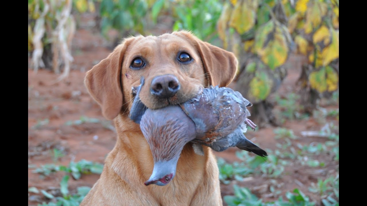 Outdoor Quest Ep#5 2019 Bird Hunting in South Africa