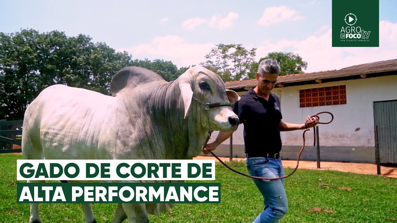 Tabapuã: zebu brasileiro conquista mercado com melhoramento genético - Programa #68 - Agro Em Foco