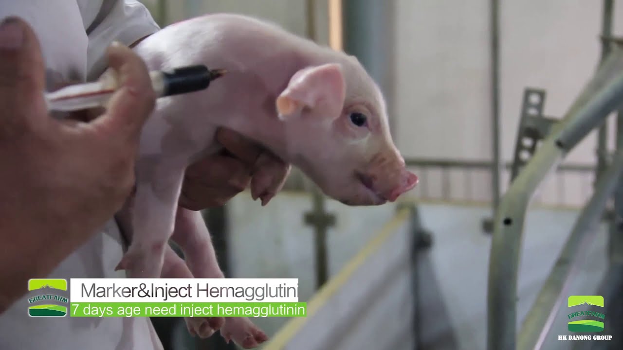 CHINA'S MODERN PIG FARM (3000 PIGS) - GREAT FARM
