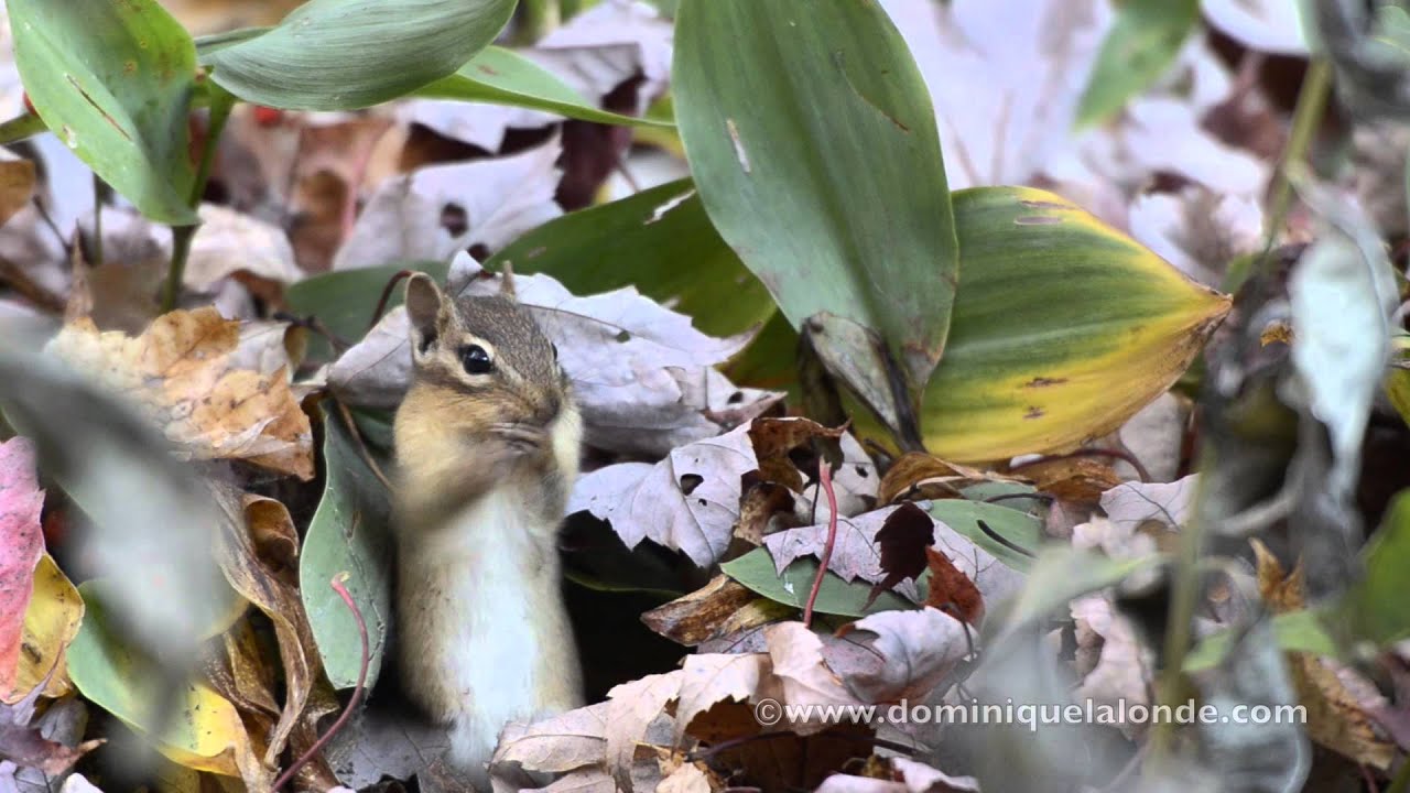 Tamia rayé / Eastern Chipmunk