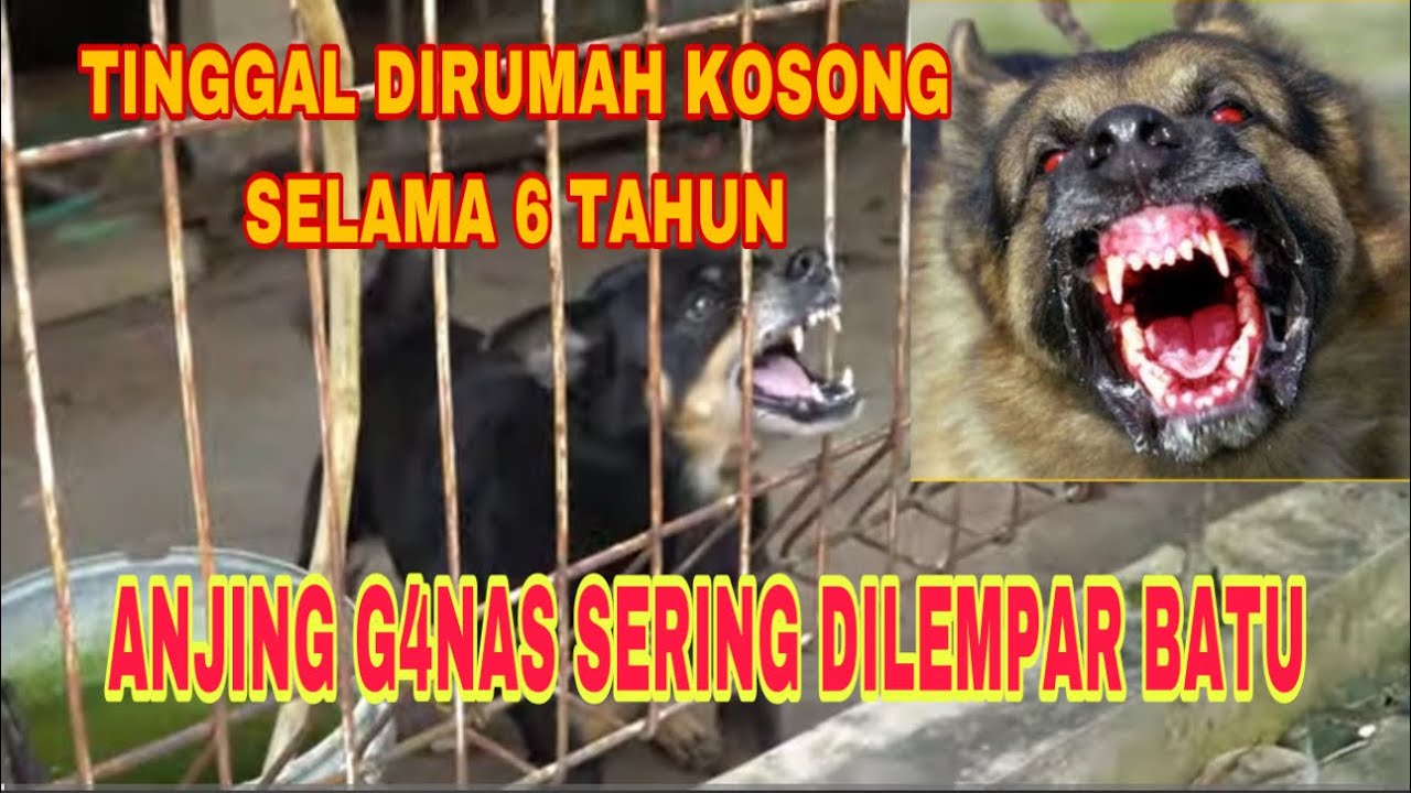 ANJING G4N4S TINGGAL DI RUMAH KOSONG SELAMA 6 TAHUN ‼️
