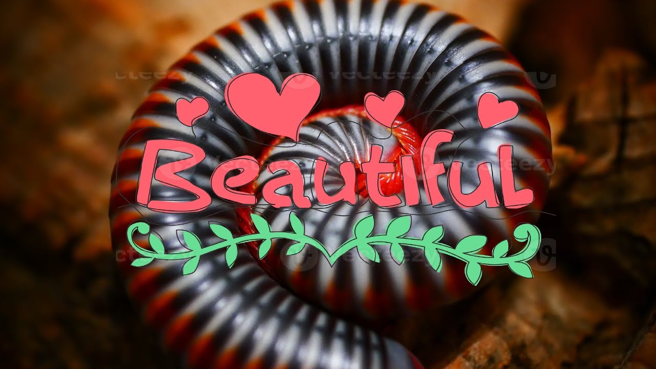 10 most beautiful Millipedes!