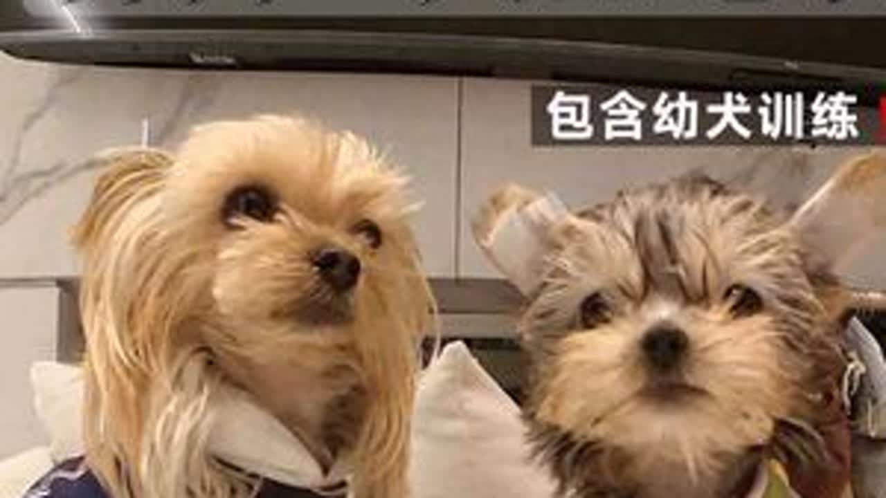 Vlog｜养幼犬和成犬的一天全记录❗️养狗人一天都做什么。念念慢慢也越来越乖啦～在期待她长大的同时中慢慢生活。#养狗经验分享 #养狗人 #vlog十亿流量扶持计划 #创作者扶持计划 #vlog...