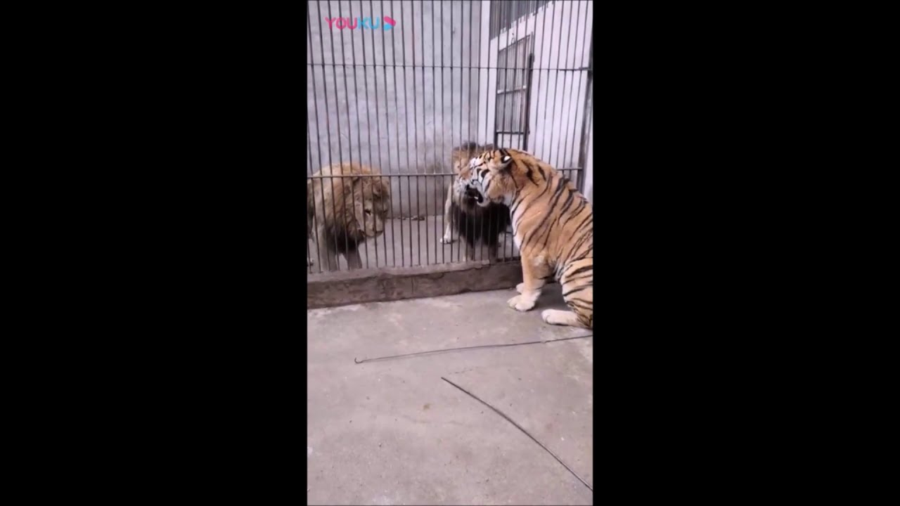 Tiger vs Lion - MALE LIONS are scared of the Tiger's roar.