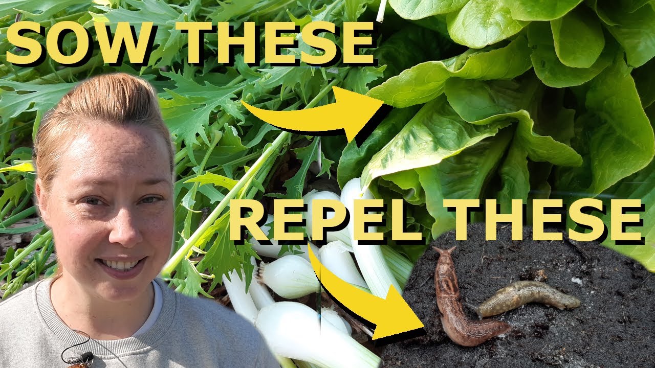 Sow These Seeds In September - No Greenhouse Required! Plus, Expert Tips How To Stop Slugs