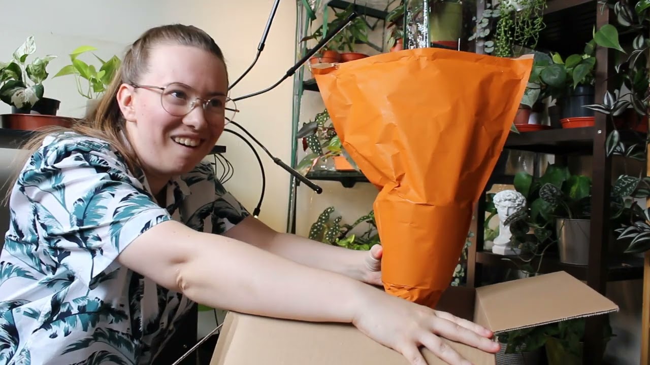 Unboxing Plants: The Ginger Jungle