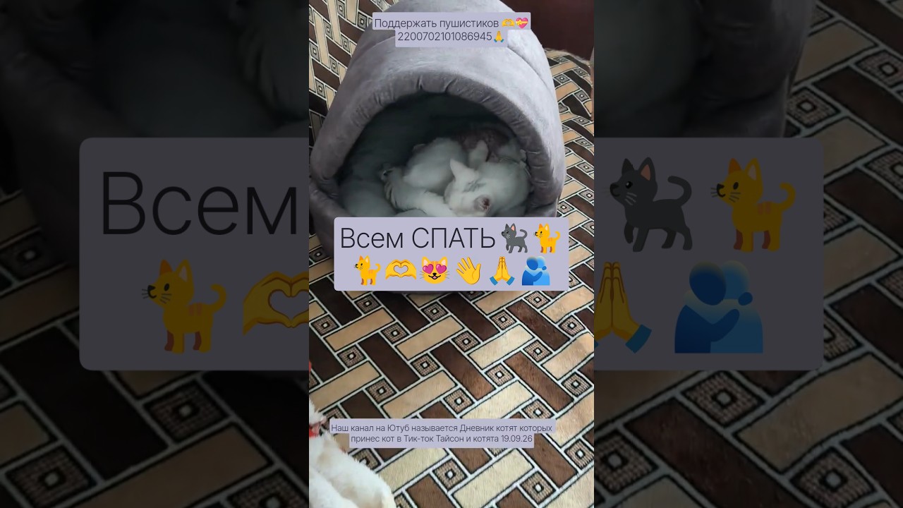 #дневниккотят#кот#котята#крым#влог#сериал#мультик#новости#синяк#асмр#вб#озон#рецепт#asmr#cat#kitten
