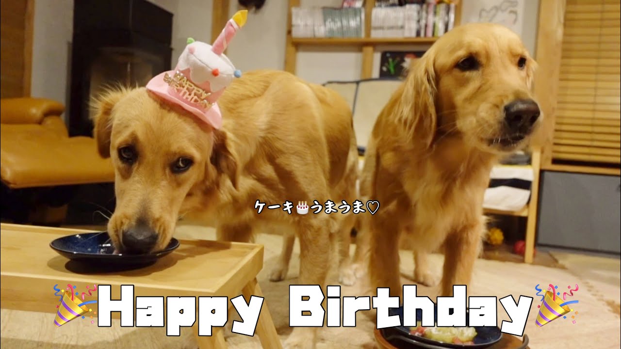 【祝１歳】愛犬の誕生日をお祝いできるってやっぱり幸せな時間だった