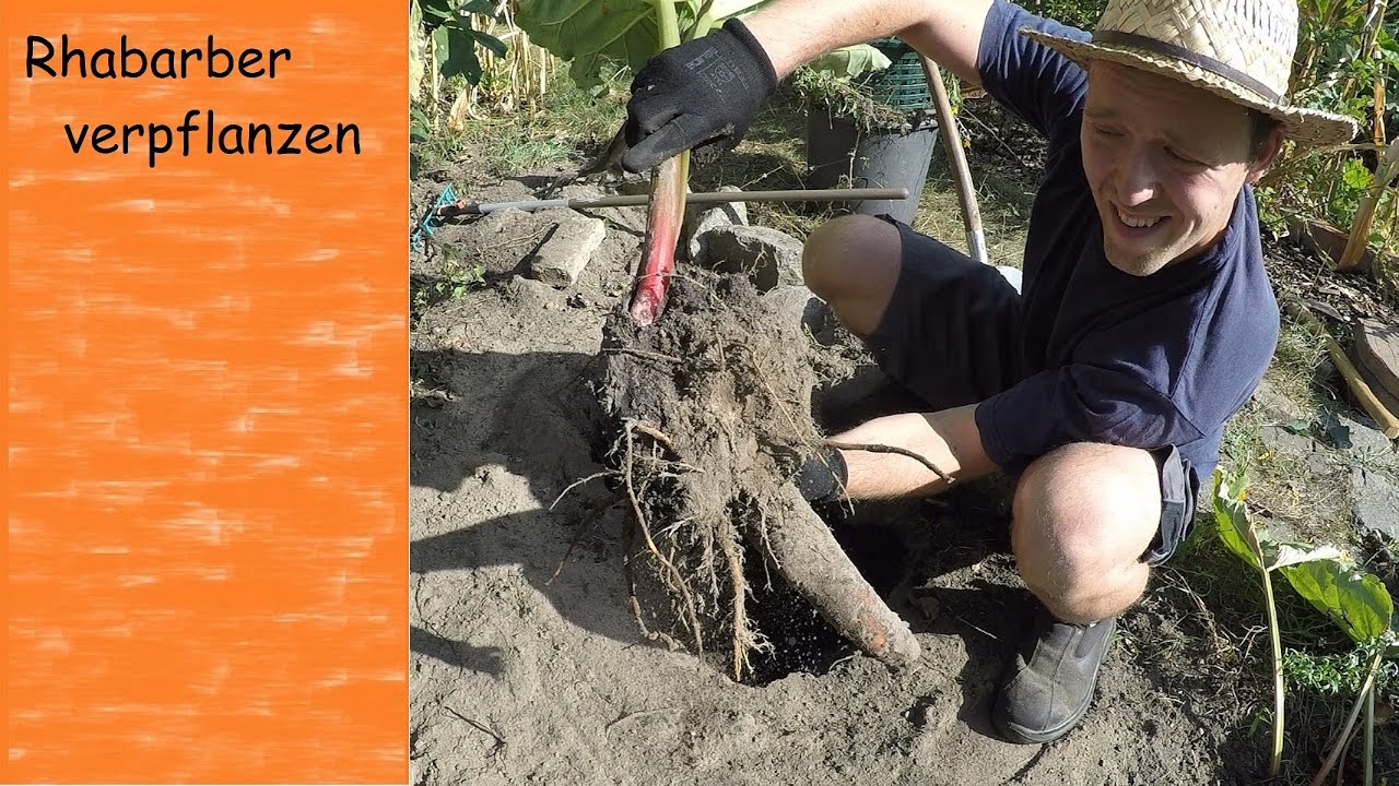 Rhabarber verpflanzen und teilen | VLOG | Tagebuch eines Gärtners | Urban Gardening