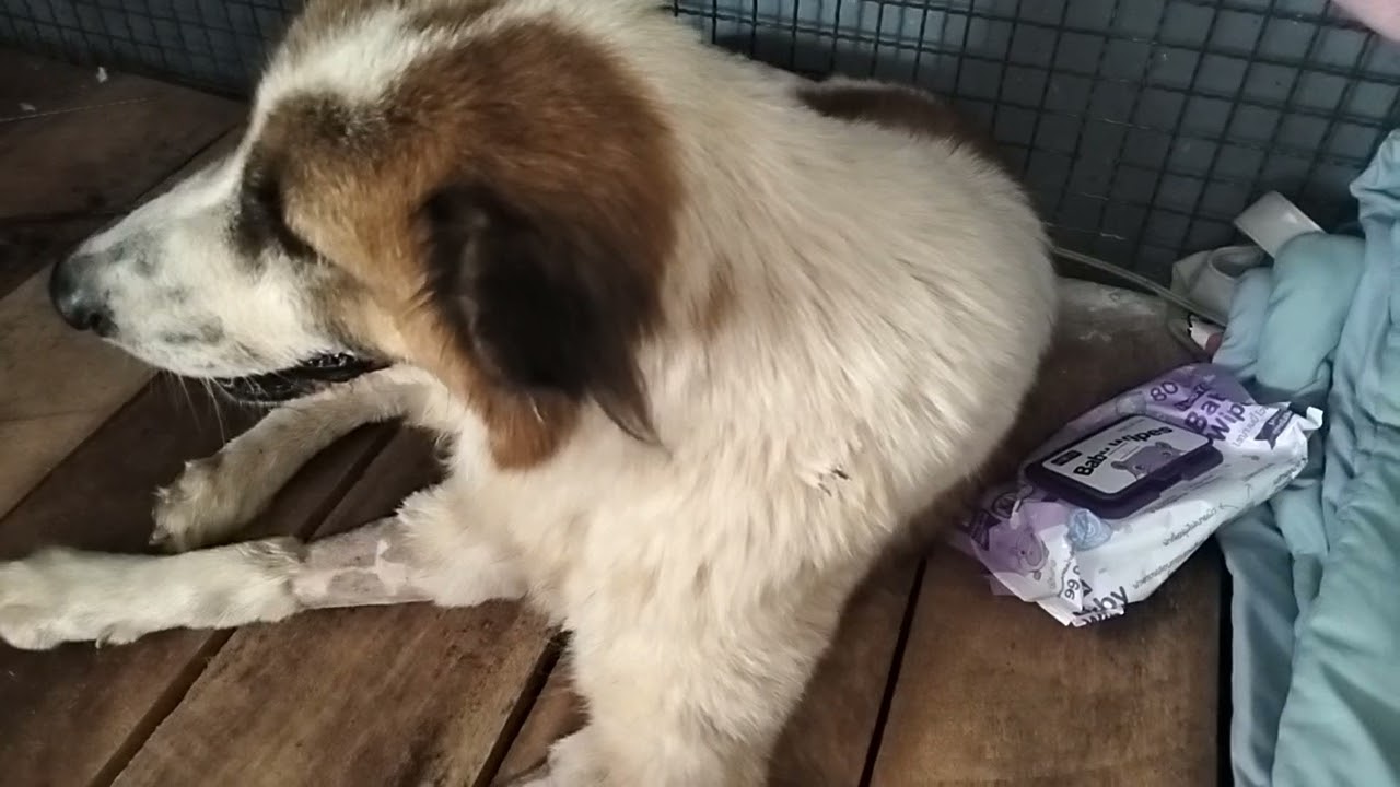 @สิชล คนเลี้ยงแมว  #หมาจรขอแค่เศษเสี้ยวของความรัก🐶🐈‍⬛🐈