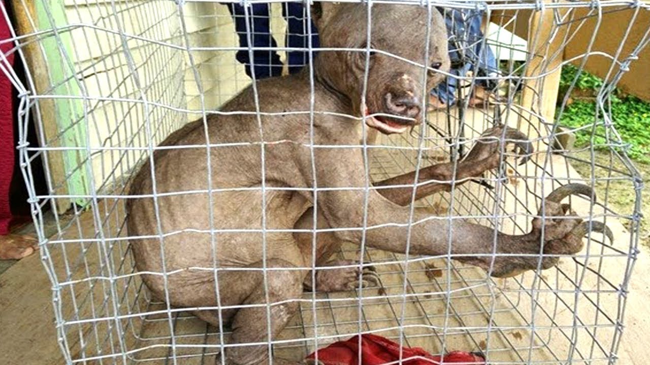 10 Extrem Seltene Tiere!