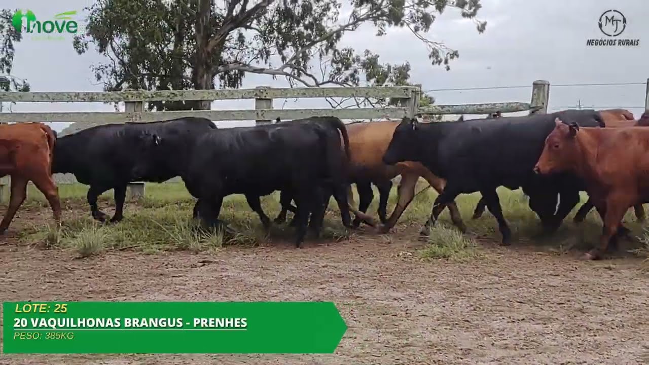 LOTE 25 - 20 VAQUILHONAS PRENHES