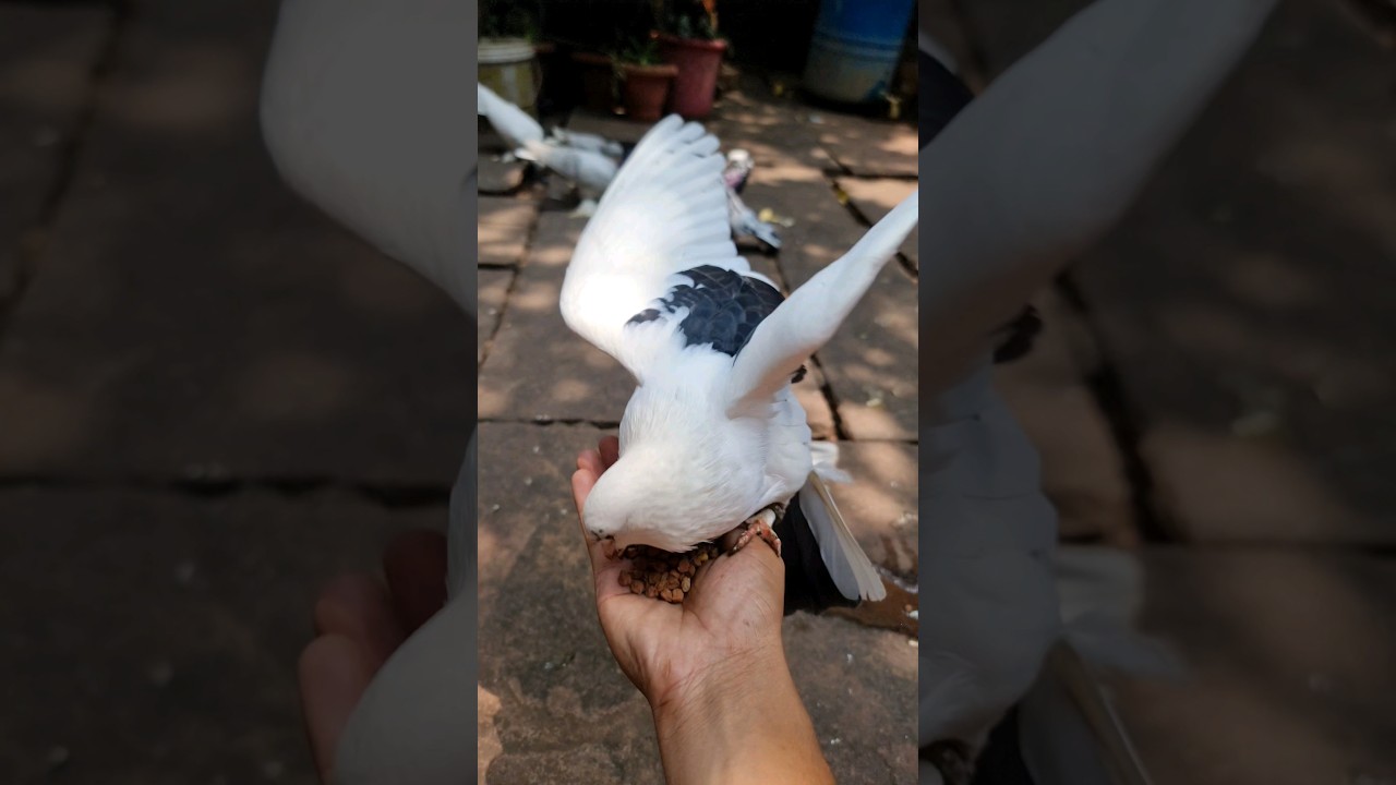 Kabutar 😍 Pigeon 🕊 WhatsApp Status
