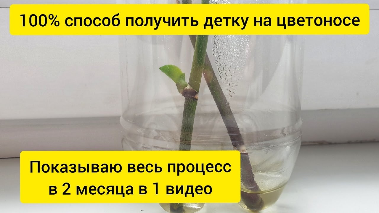 Как получить детку орхидеи на цветоносе || Показываю весь процесс за 2 месяца в одном видео