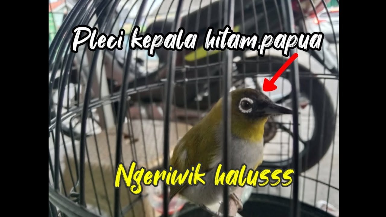 Black capped ,pleci kepala hitam ngeriwik halus