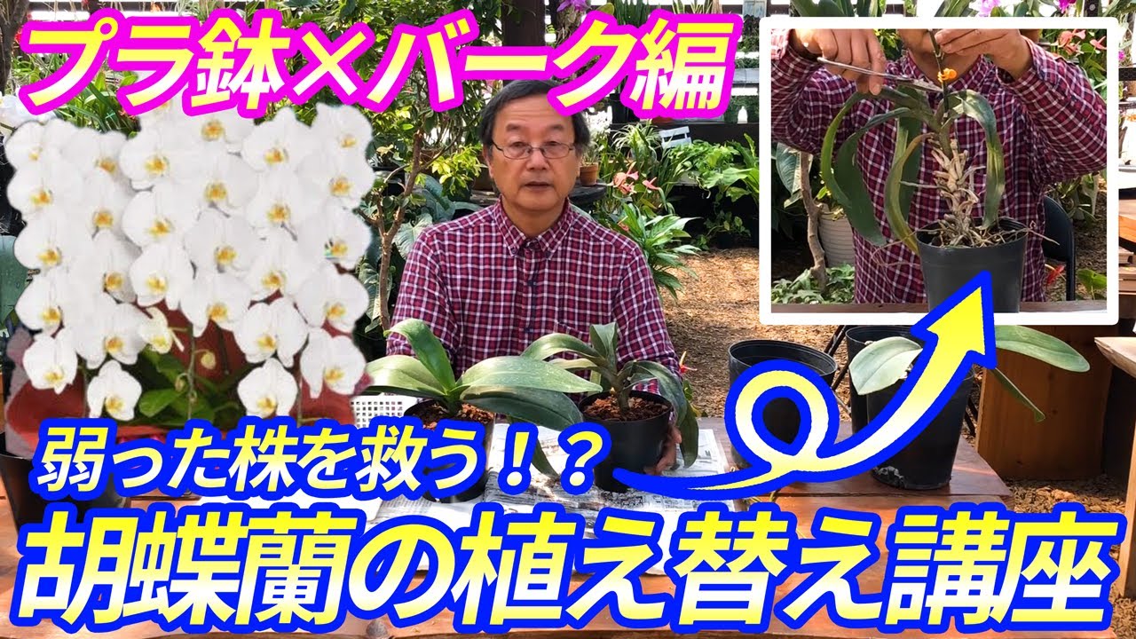 【洋蘭】胡蝶蘭の植え替え講座(バーク編！)水苔との特性の違いも解説します。Repotting a phalaenopsis orchid