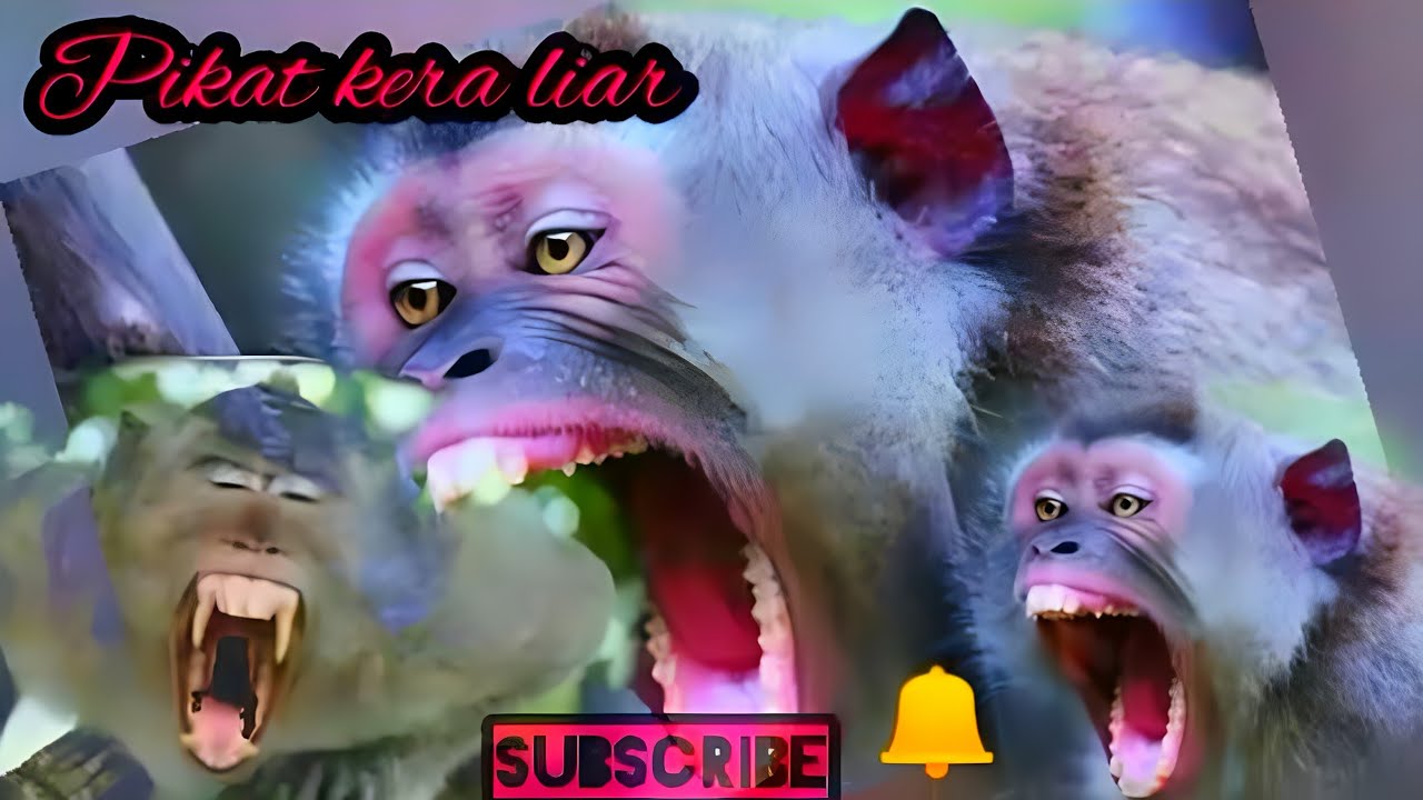 SUARA MONYET /KERA LIAR durasi panjang temanya pasti datang