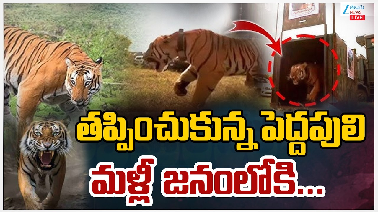 LIVE: Rajahmundry Tiger Latest Updates | తప్పించుకున్న పెద్దపులి మళ్లీ జనంలోకి... | ZEE Telugu News
