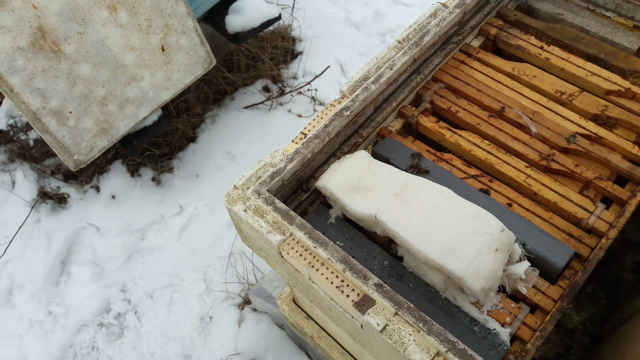 ApiGiovanni,Nucleu CARPATINA/doua semirame 13 01 2017